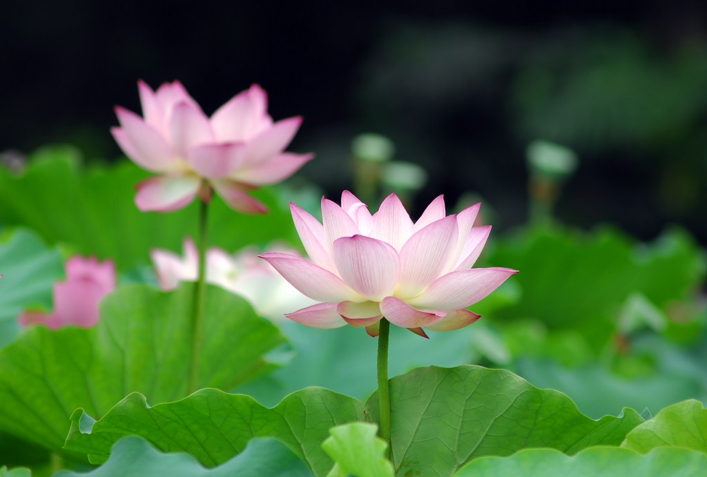 lotus deco